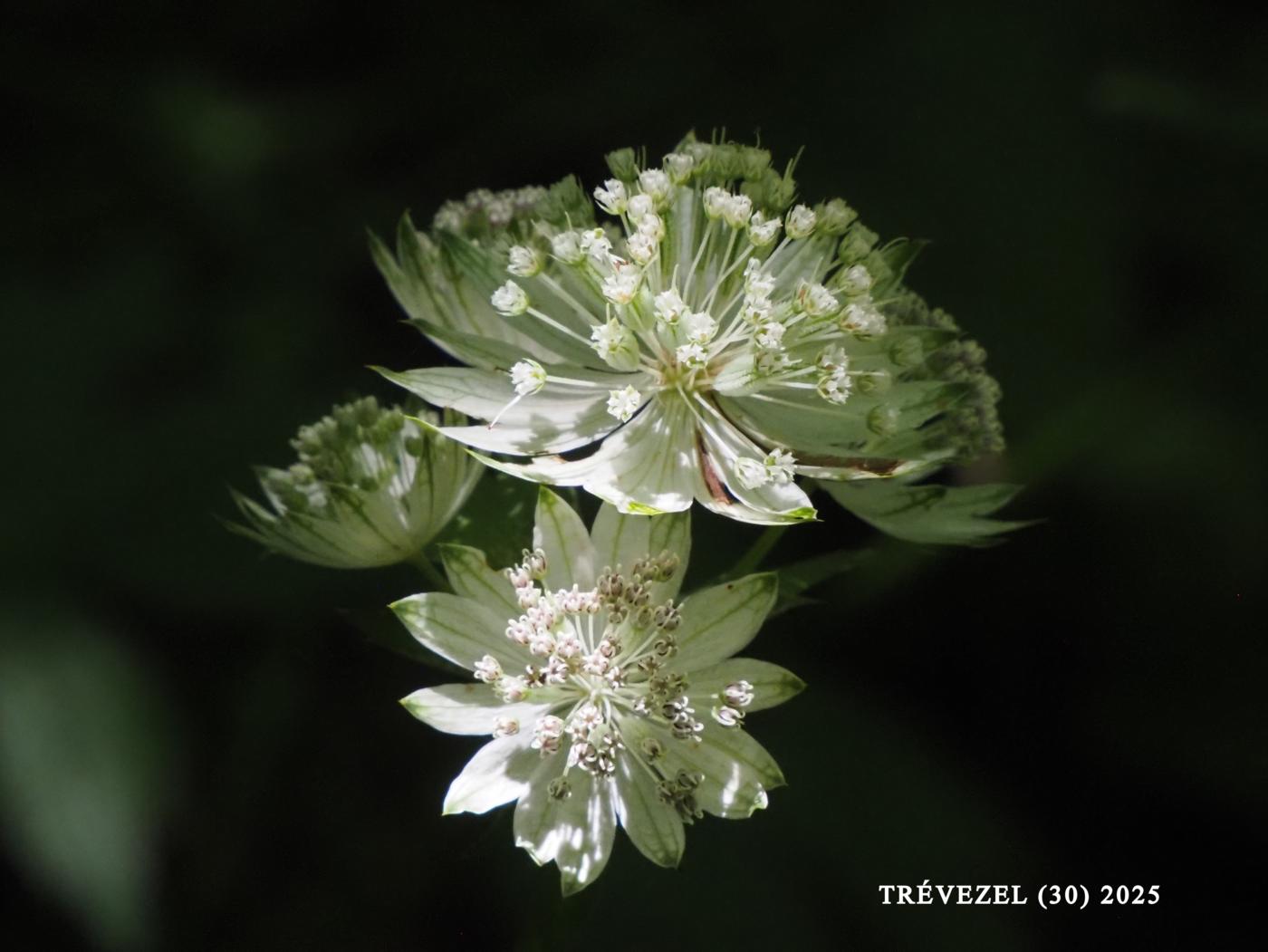 Astrantia flower